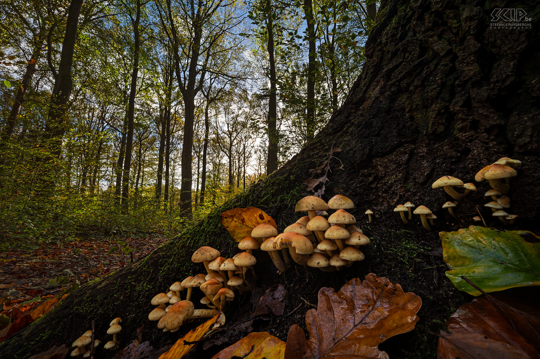 Mushrooms - Sulfur tuft This autumn many beautiful mushrooms and fungi appear again in our forests and gardens Stefan Cruysberghs